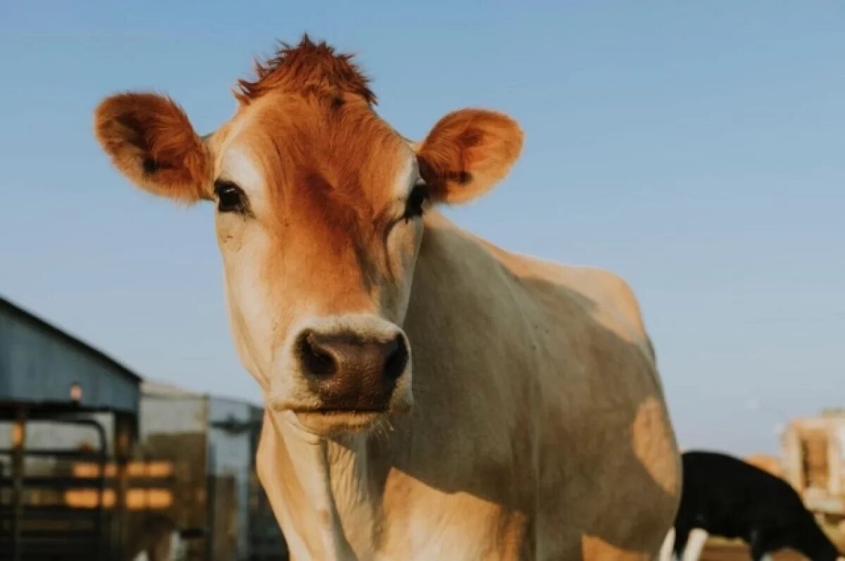    На омских фермах установили карантин из-за лейкоза крупного рогатого скота