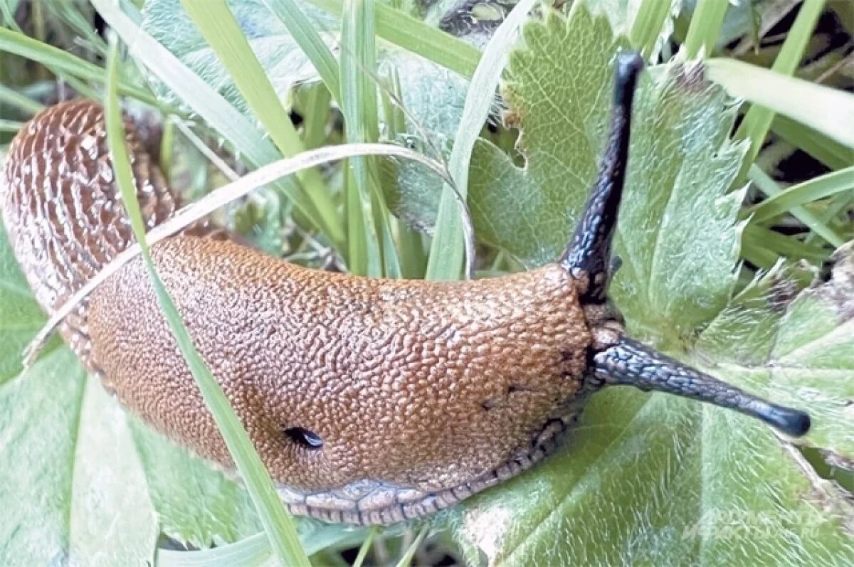    Эксперт Туманов рассказал о нашествии слизней на российские огороды