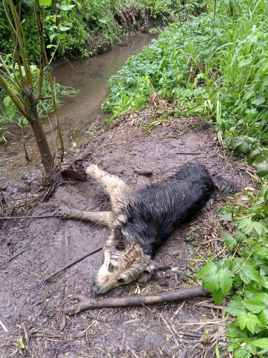 Между жизнью и смертью.