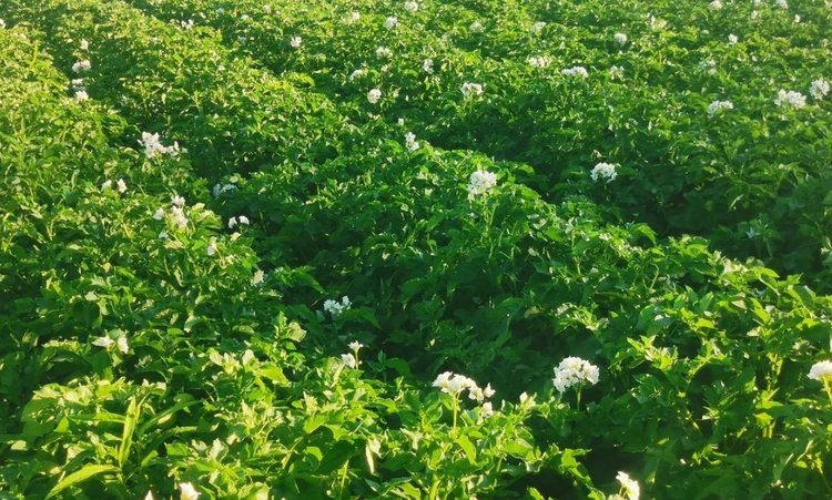    Биогаз из картофельных очистков будет отапливать бельгийские домохозяйства