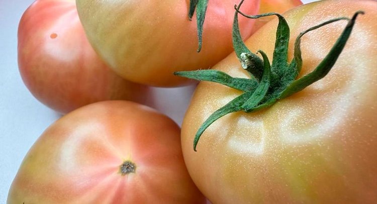    В партии российских томатов нашли опасный вирус коричневой морщинистости