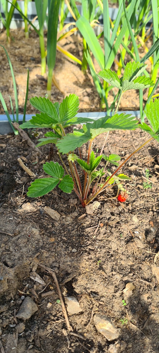 Первая земляника. 