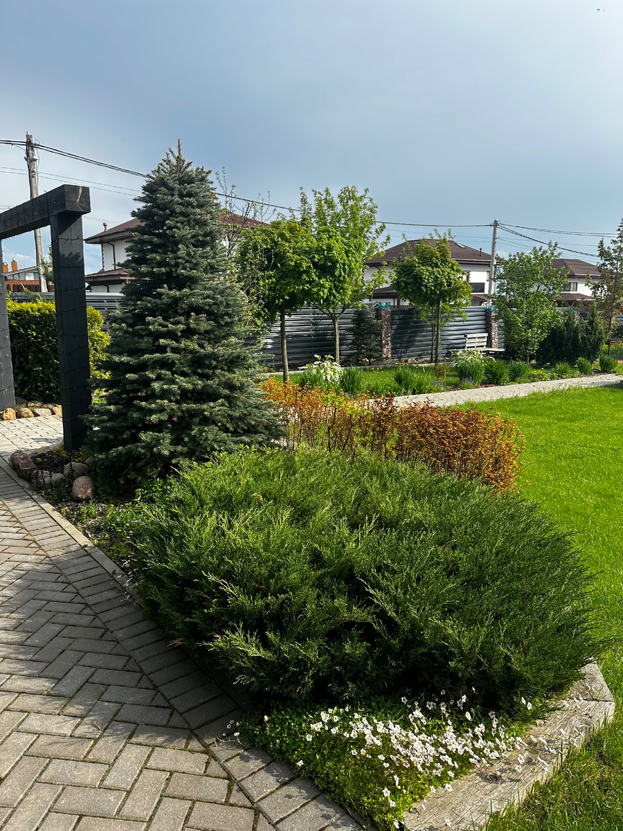 Цветение саксифраги