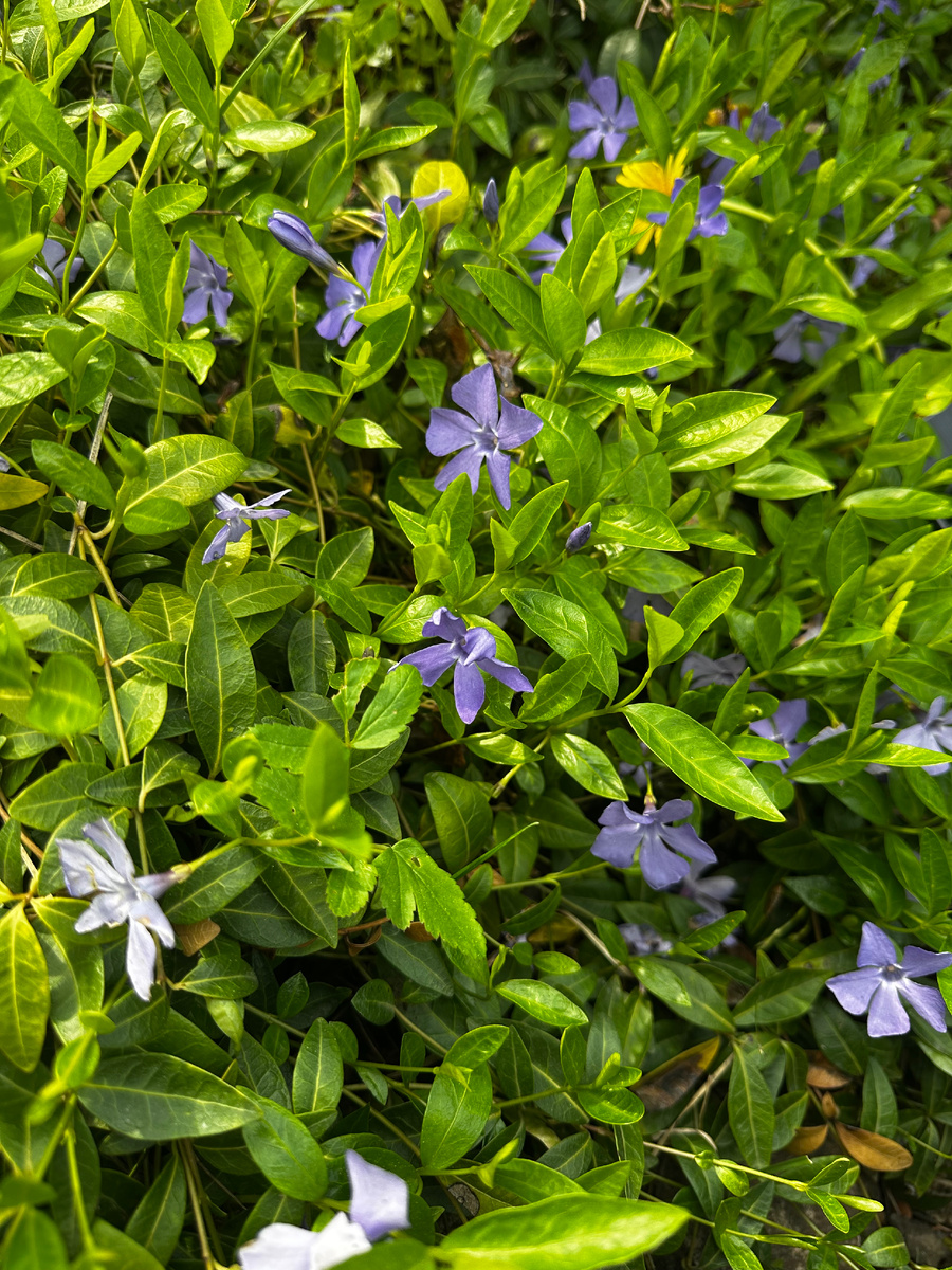 Цветение барвинка