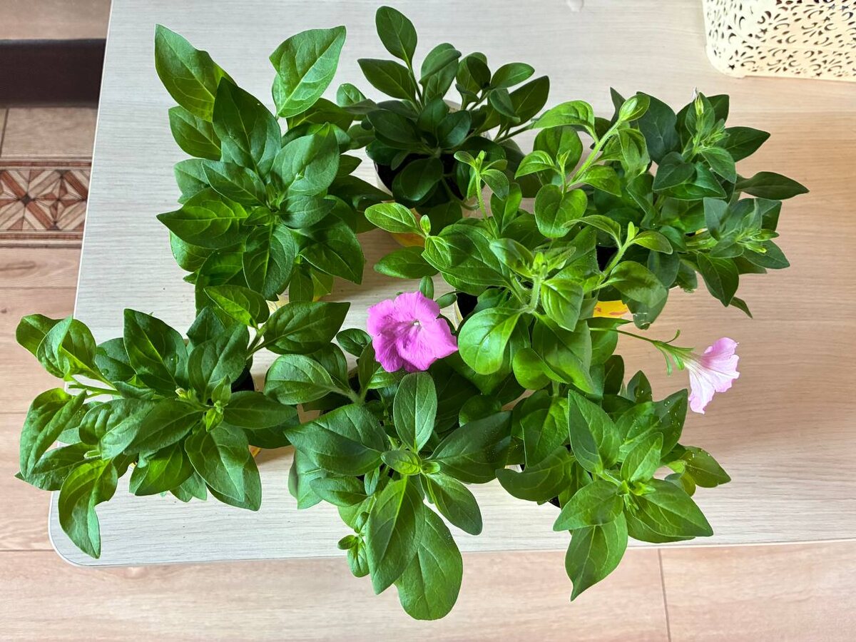 Вот такую берут охотно.