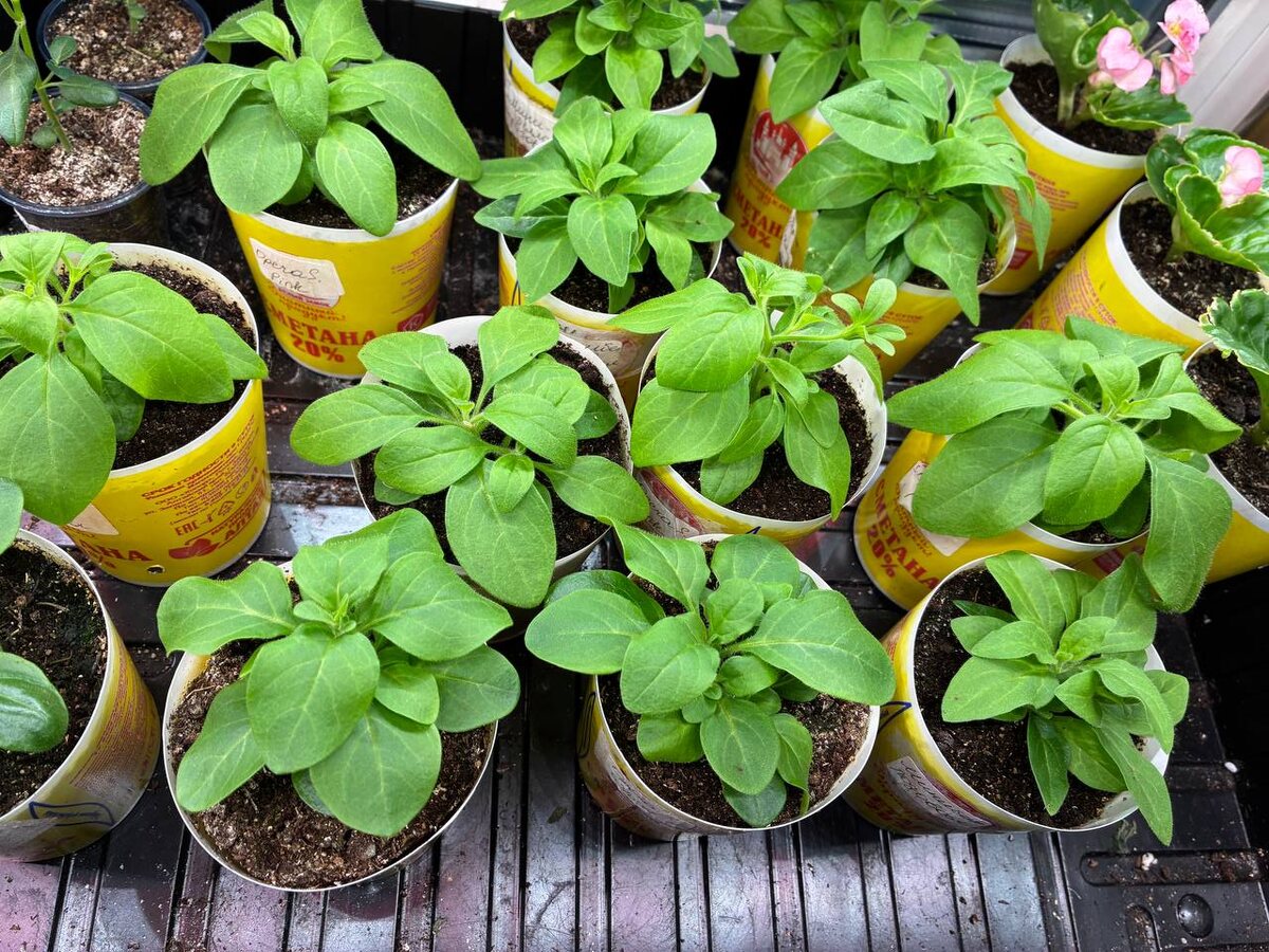 Укорененные черенки ампельных петуний готовы к продаже.