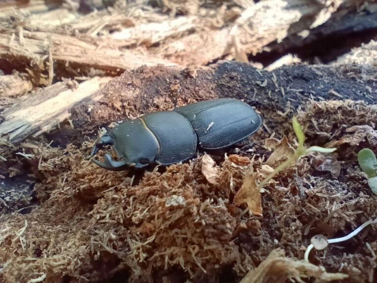    В Тюльганском районе заметили краснокнижного жука-оленя Марина Шарт