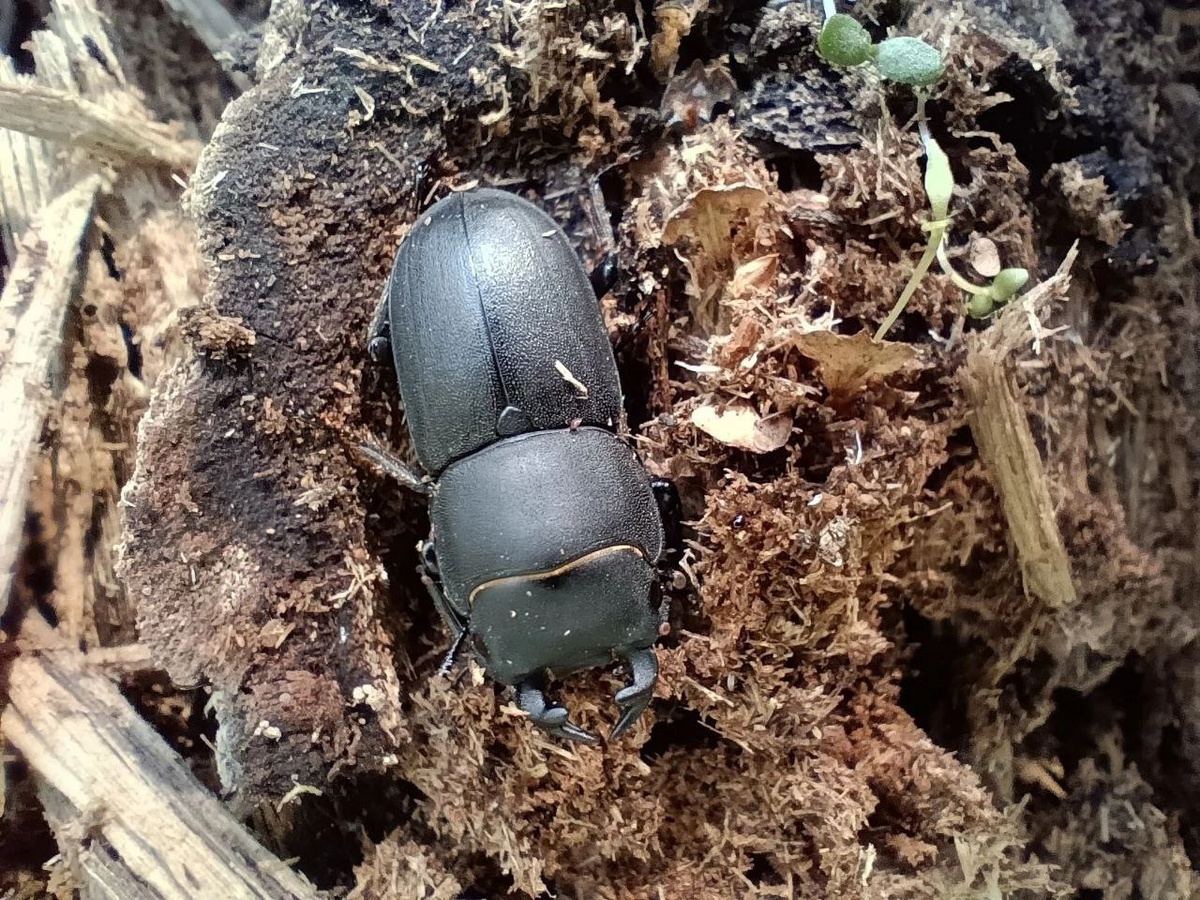    В Тюльганском районе заметили краснокнижного жука-оленя Марина Шарт