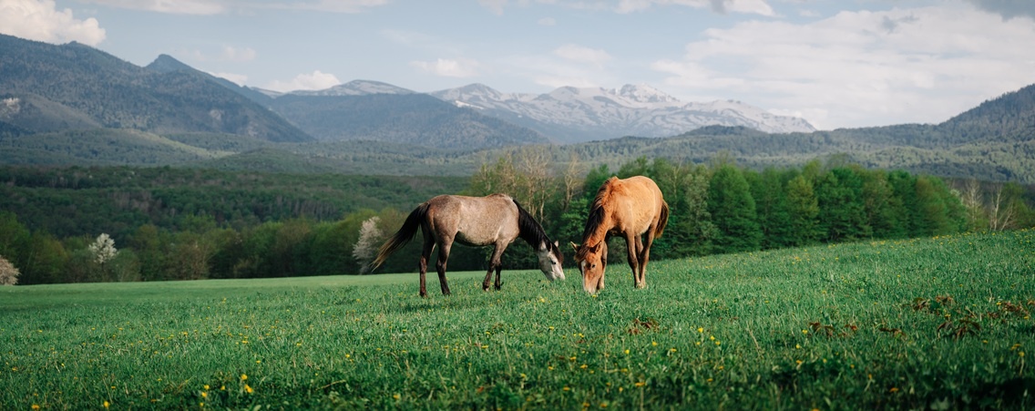 @Alexandr_Polupanov/Shutterstock
