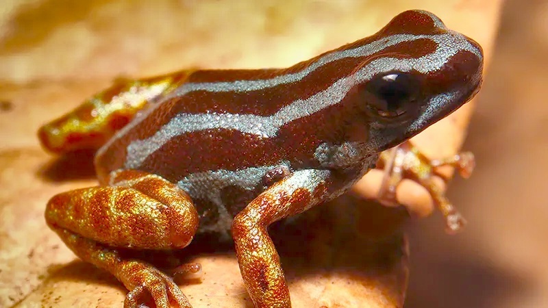 Ranitomeya aetherea. Фото: Alexander Tamanini Mônico et al. / PLoS One