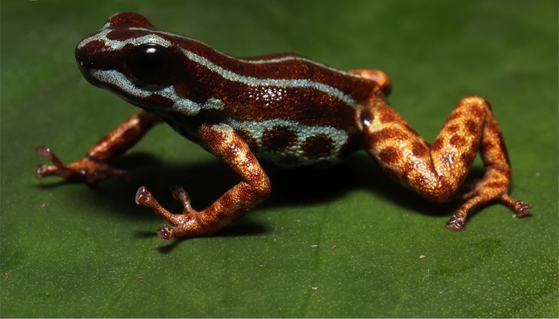Ranitomeya aetherea. Фото: Alexander Tamanini Mônico et al. / PLoS One