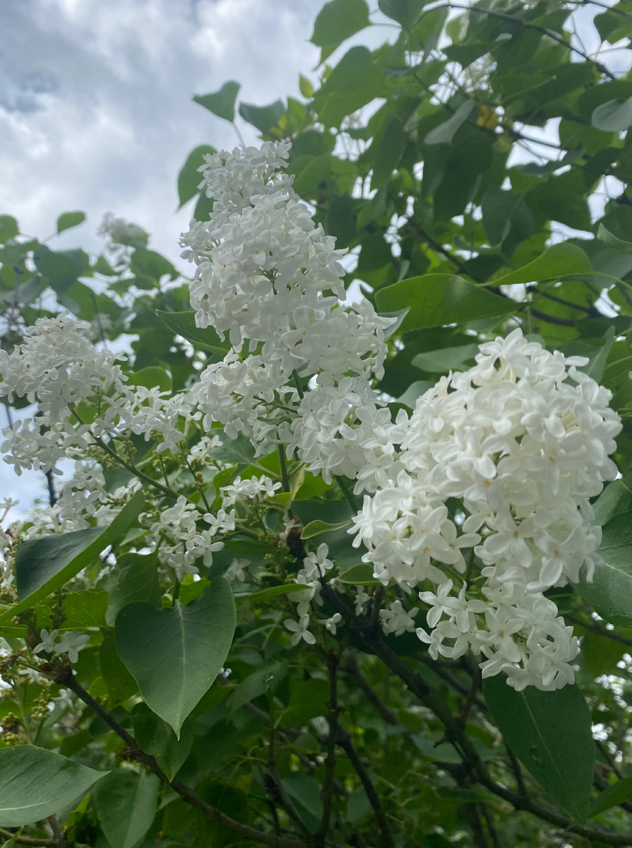 Сирень расцвела на 2 недели позже чем в мск, всегда так