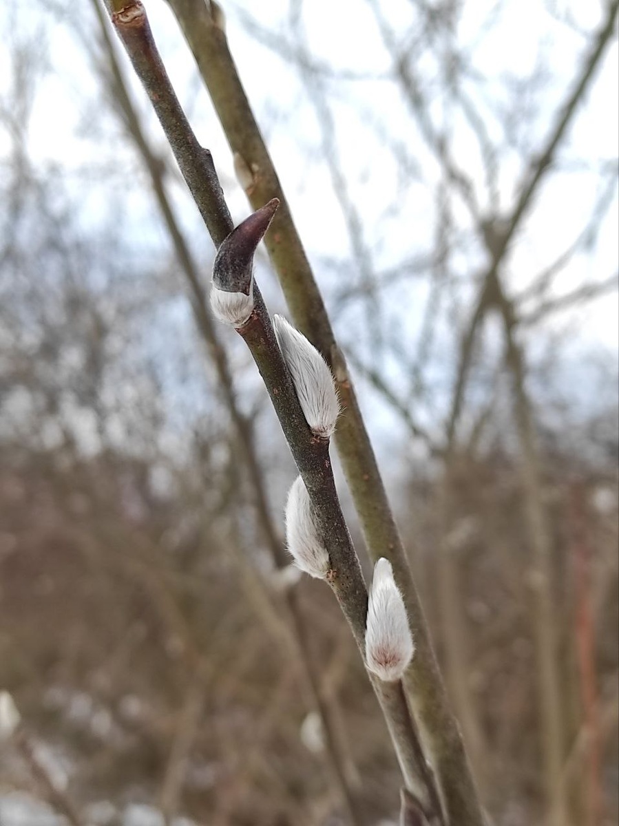 Ива козья. Щукинский полуостров, 1 марта 2023 года