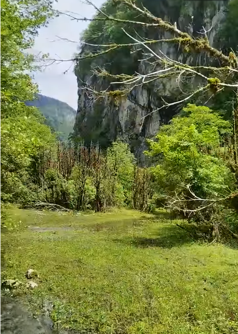 Природа Национального заповедника в Абхазии по дороге на оз. РИЦЦА