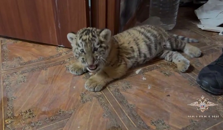    На фото стоп-кадр видеоматериала ТГ-канала Ирины Волк Редактор