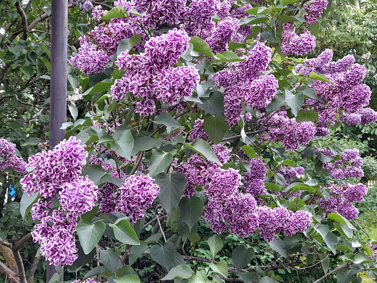 Фото школы у меня нет. Есть лишь фото куста сирени во дворе школы).