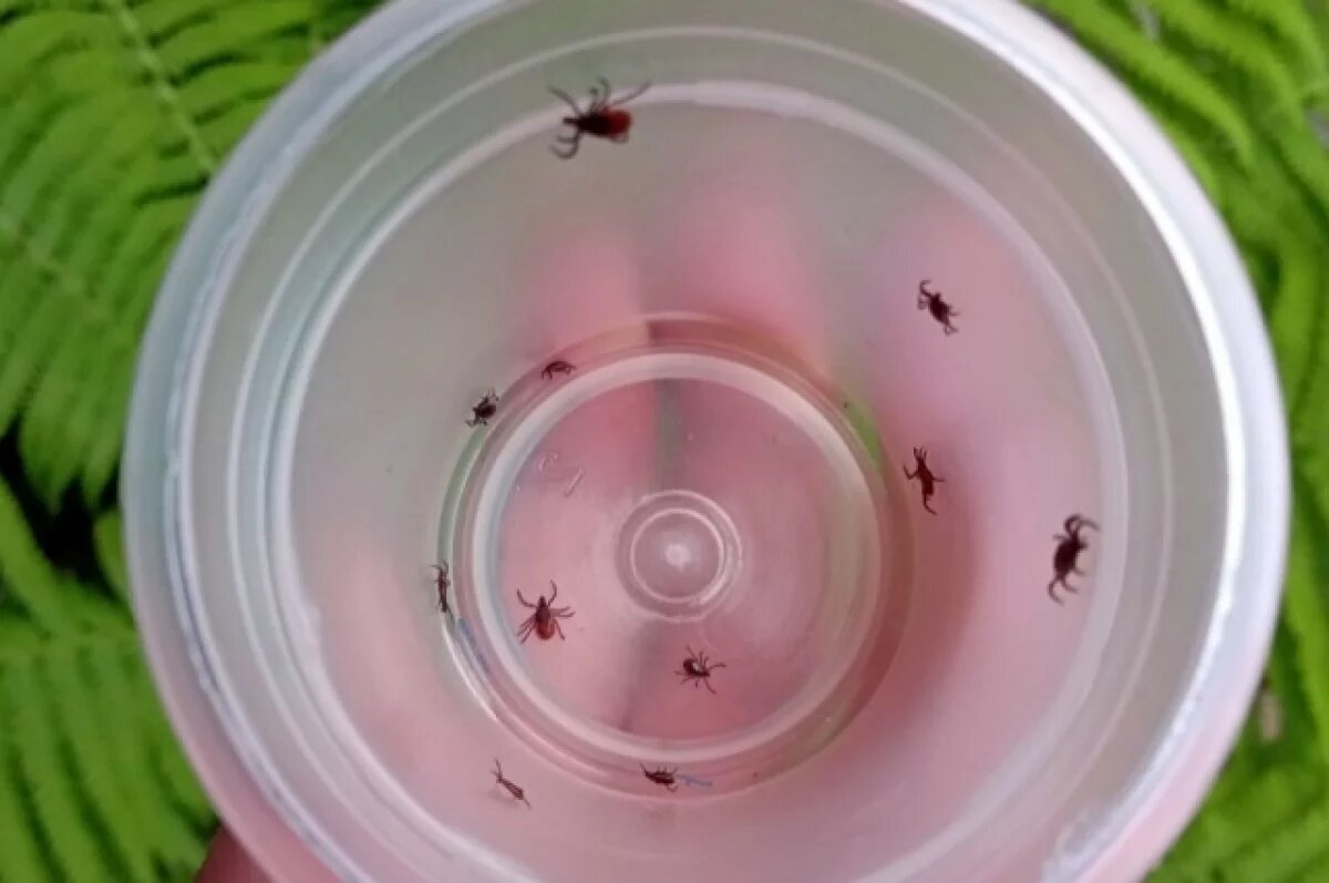    50 юных волгоградцев подверглись нападениям клещей за прошлую неделю