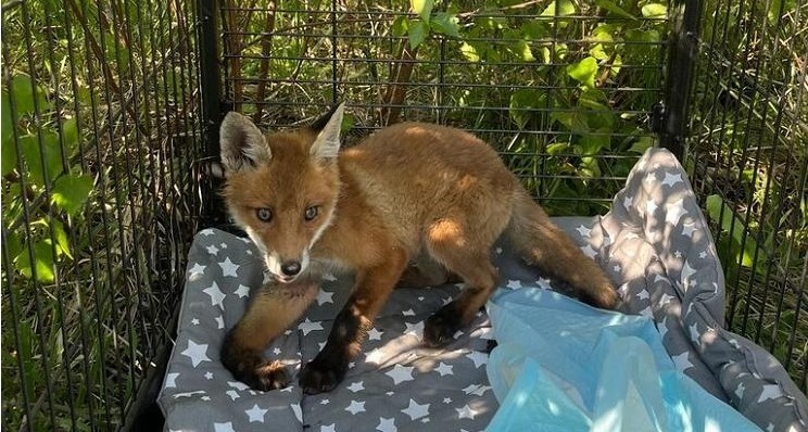 Фото с сайта приюта «Дорога добра»