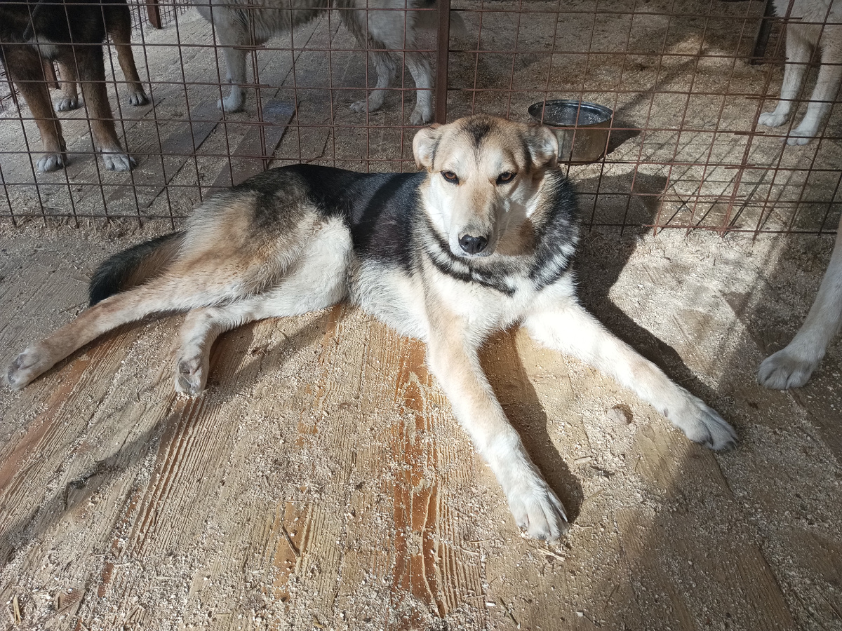 Габи думает, кого же оставить в вольере, Джека или Лаки