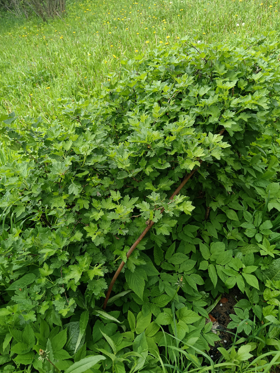 Заросший крыжовник 