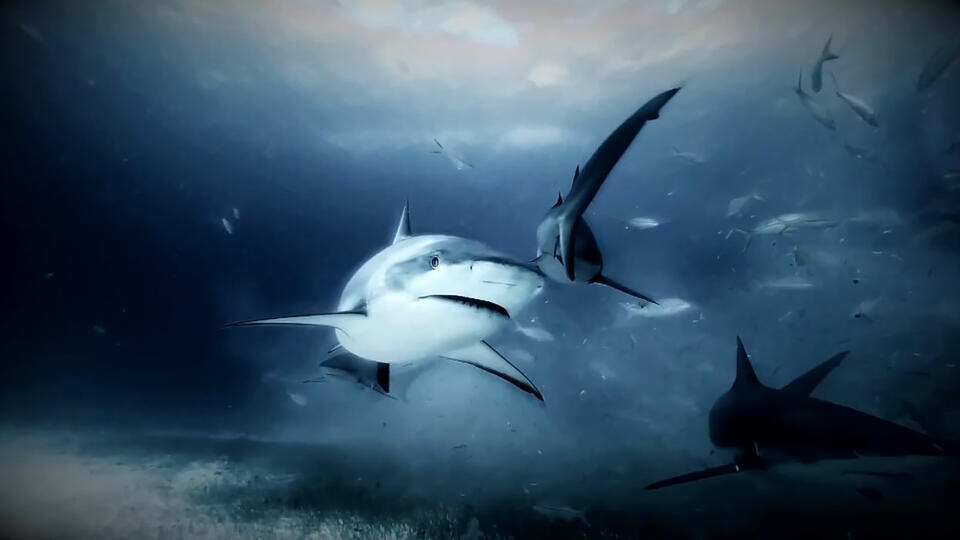 Фото: © Кадр из программы "Невероятно интересные истории", РЕН ТВ