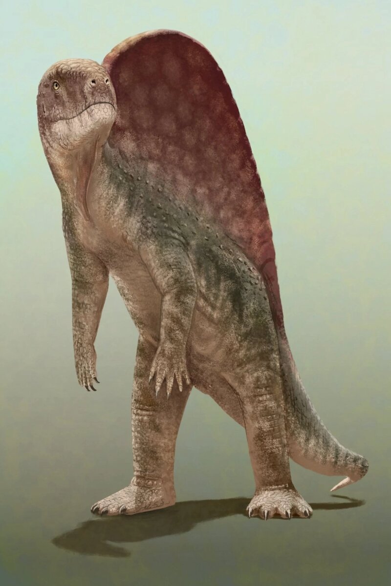 Ктенозавриск – среднеразмерный ктенозаврисцид, живший на территории Германии в конце раннего/начале среднего триаса.