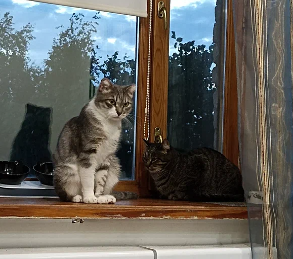 коты автора - Опель и Шевик