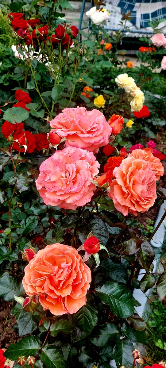 Таттон. Флорибунда