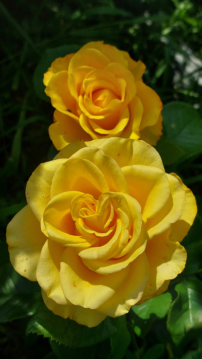 Керио. Ч/г роза