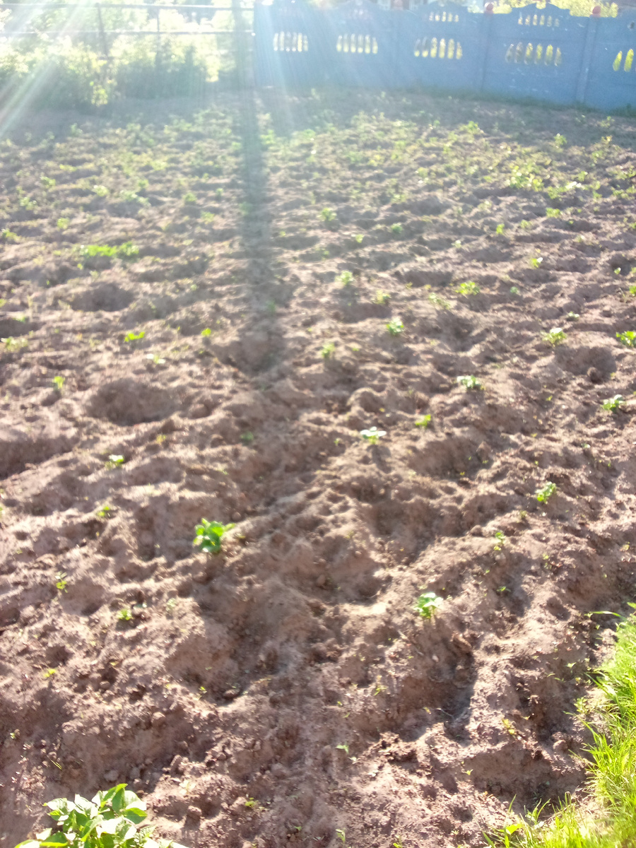 остальная только проклевывается сквозь землю