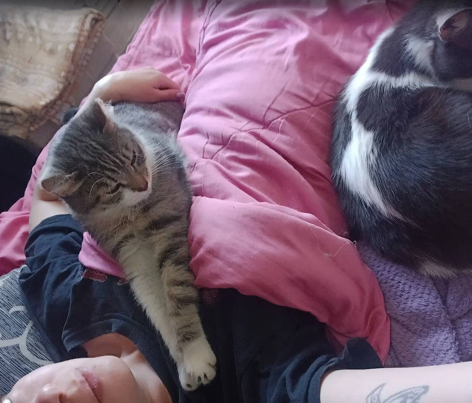 автор со своими котиками: Опелем и Пуфом