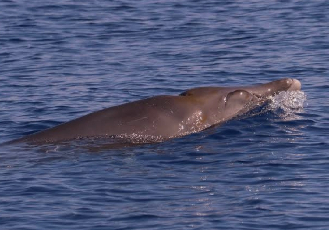 Реликвия из глубины