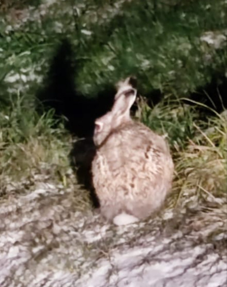 С места не сдвинулся. Даже машин не боится 