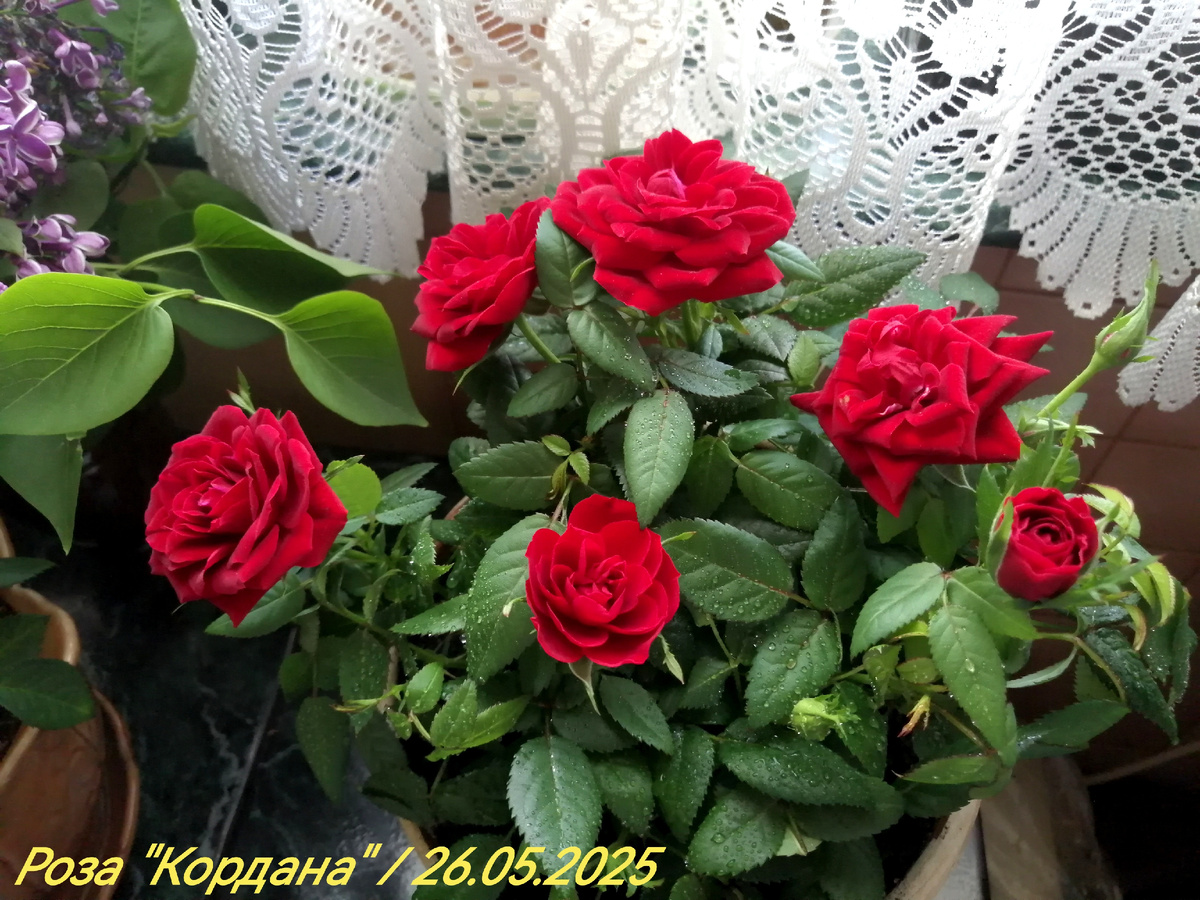 Комнатная роза. Фото автора канала.