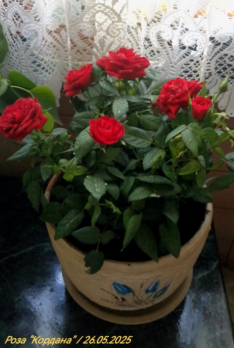 Комнатная роза. Фото автора канала.