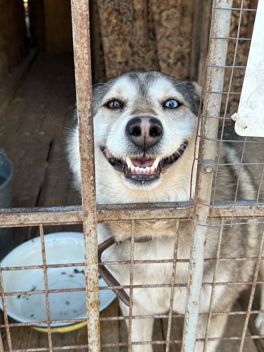 Собака - улыбака)