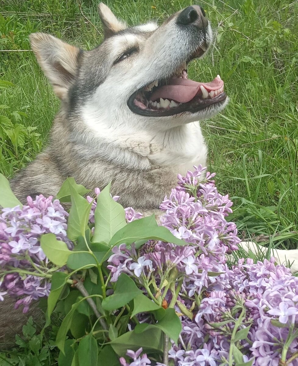 Сливка гуляет!