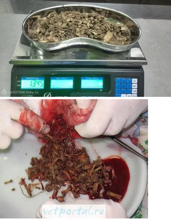 Вы ещё сомневаетесь, можно ли собакам вареные куриные кости? 