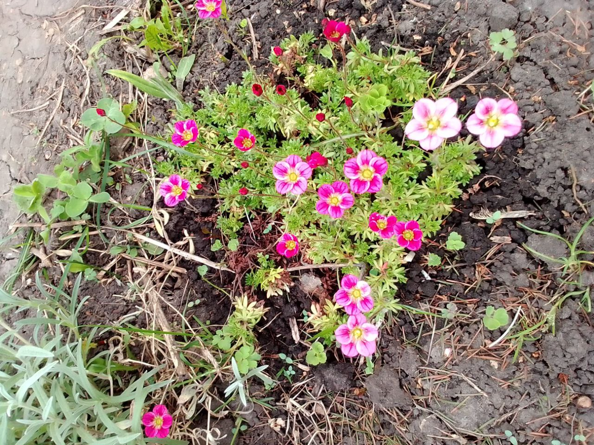 Камнеломка Пурпурный ковер