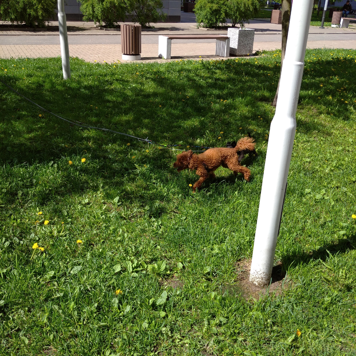 Вот такие красавчики резвятся ...