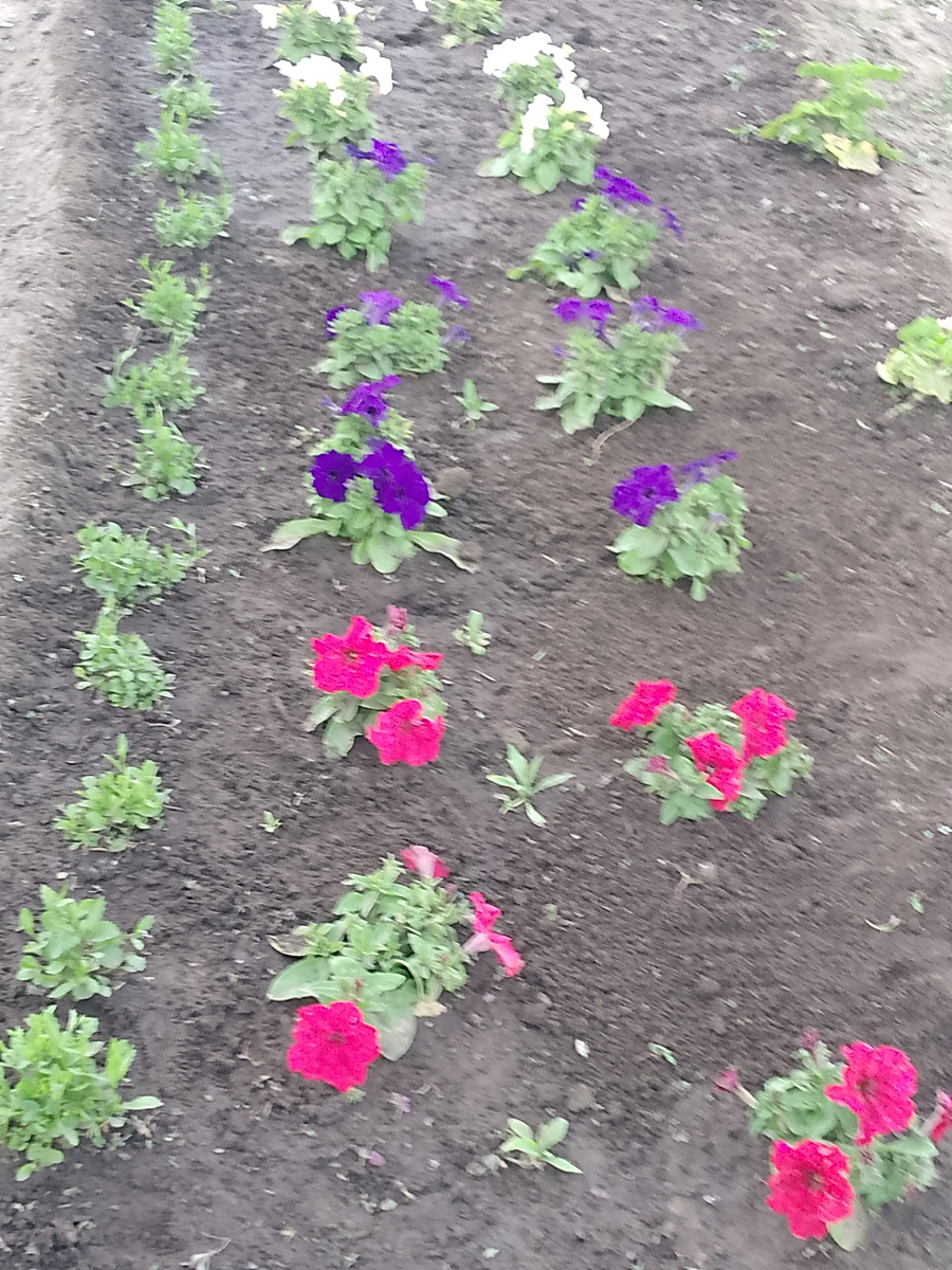 Вот прополотые цветы