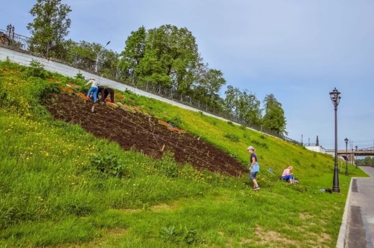    В Твери начали обустраивать клумбы и цветники