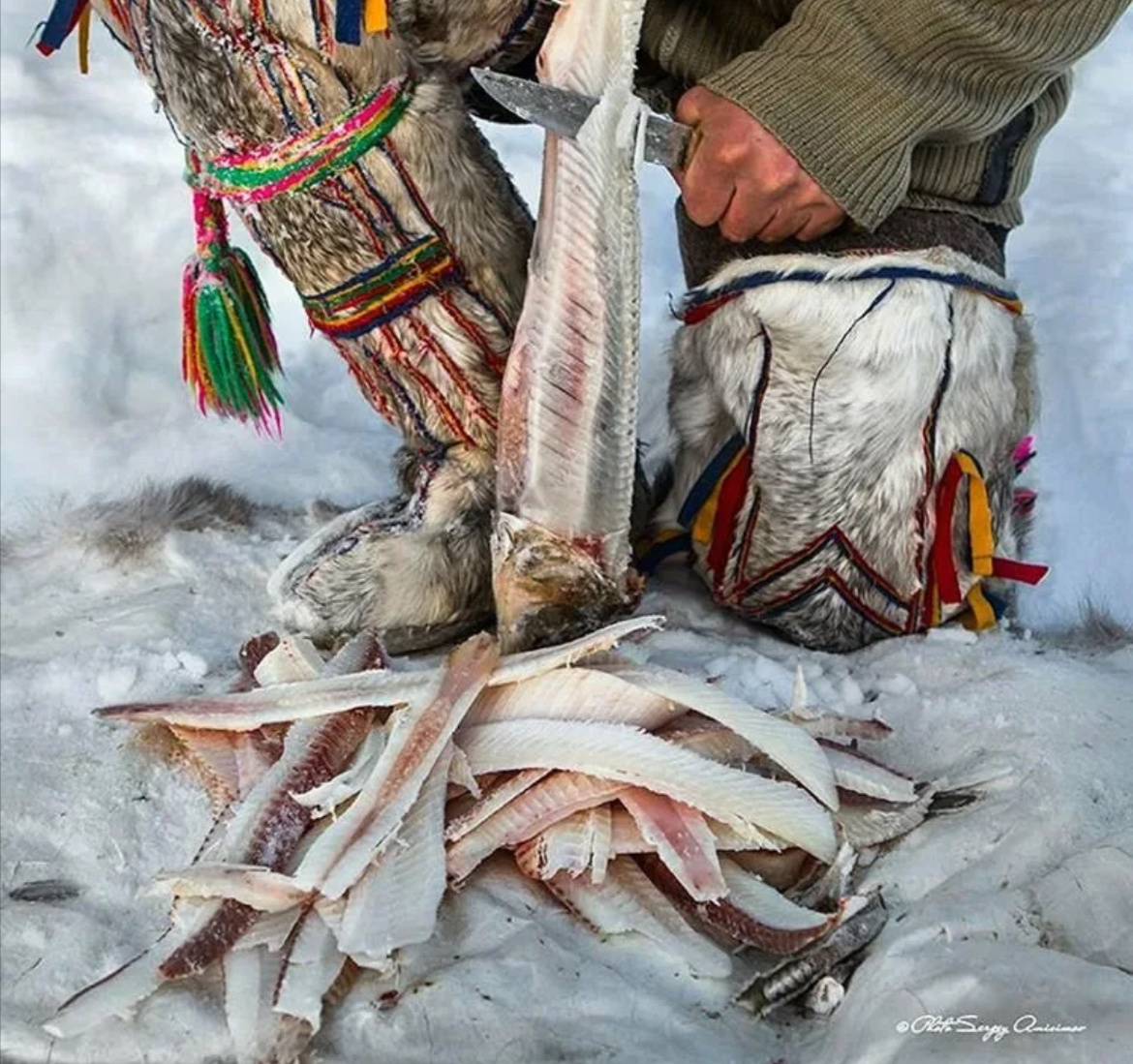 Строганина один из самых безобидных деликатесов северных народов. Фото из сети
