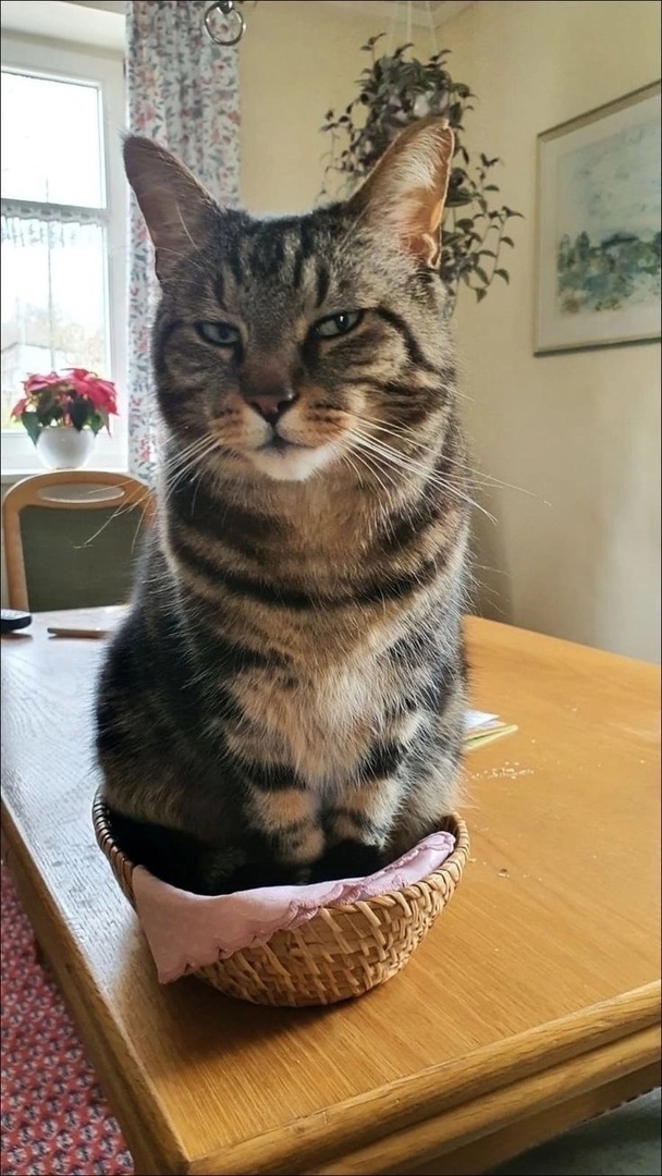 иллюстрация из яндекс картинки.