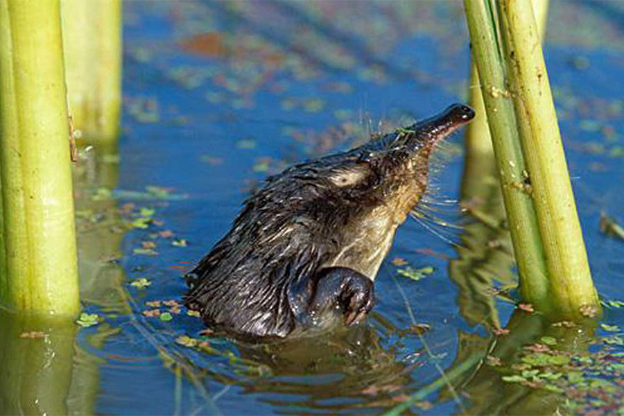 взято из интернета. Выхкхоль в воде.