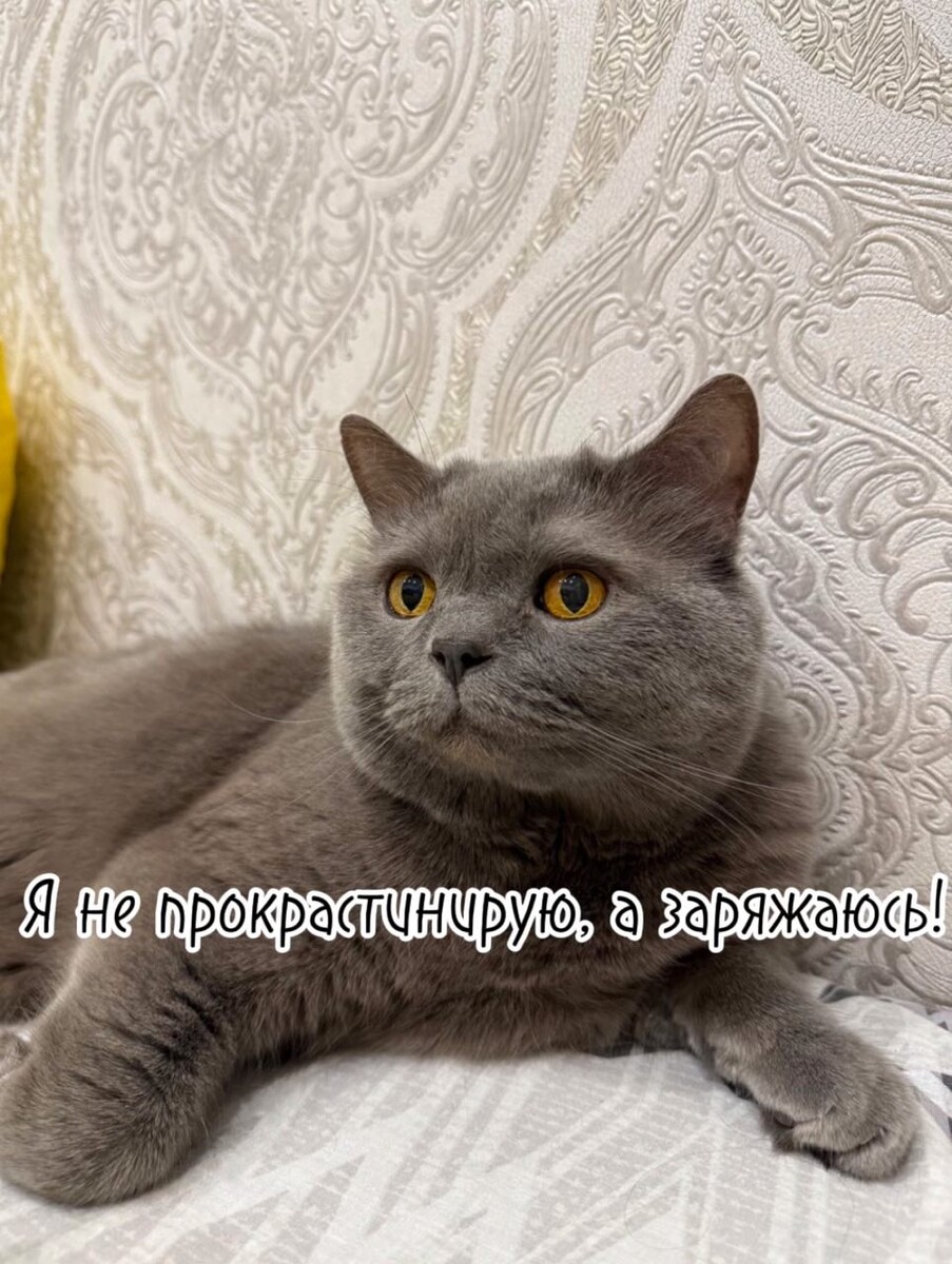 Кота на картинке не принуждали прокрастинировать, это была его инциатива, зовут его Бакс