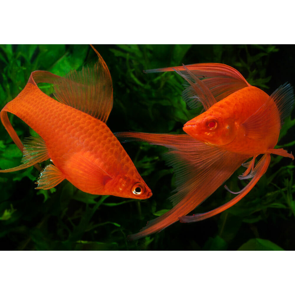 Золотые рыбки