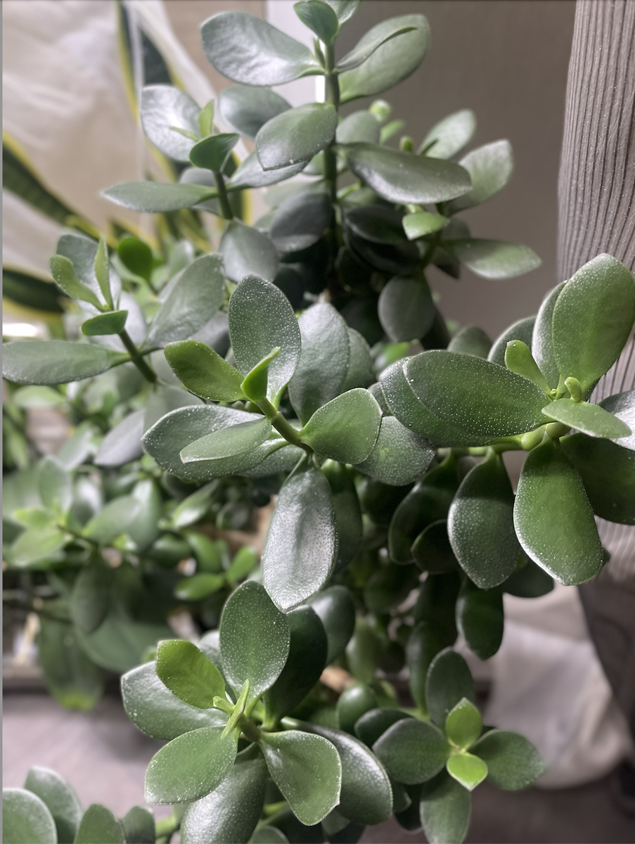 Моей Толстянке больше 15ти лет