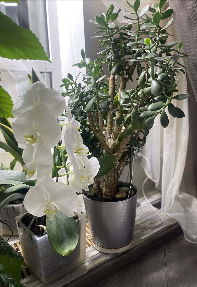 Моей Толстянке больше 15ти лет