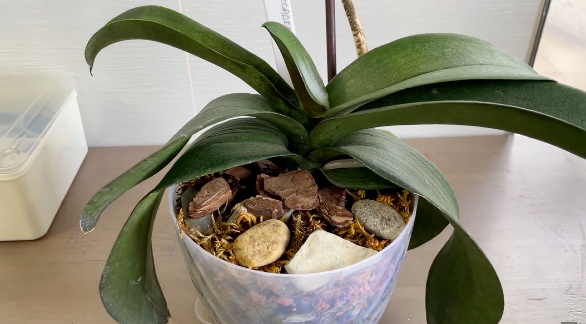 Героиня эксперимента